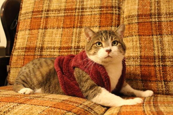 /Images/uploads/Humane Society of Lackawanna County/LoveYourPet/entries/9638thumb.jpg